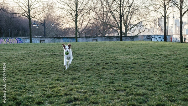 Fototapeta Dogs playing with a ball in the grass