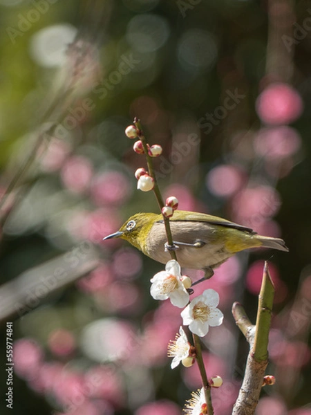 Fototapeta Japanese White-eye and Japanese Apricot