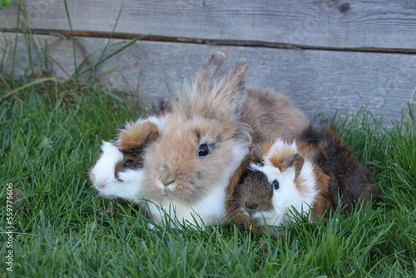 Obraz pygmy bunny, guinea pig and dwarf rabbit together on green grass