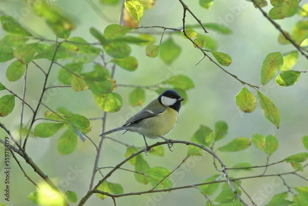 Obraz Great tit in a tree
