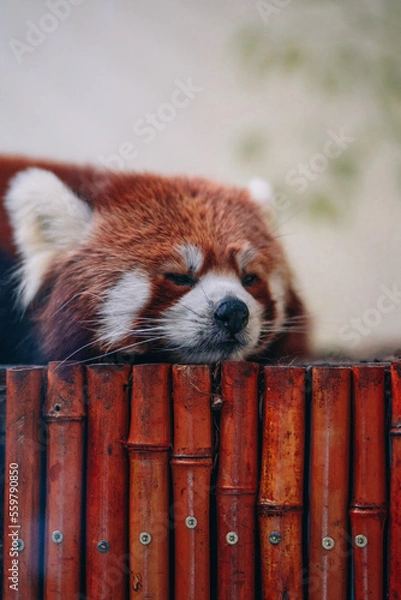 Fototapeta sleeping red panda in the zoo
