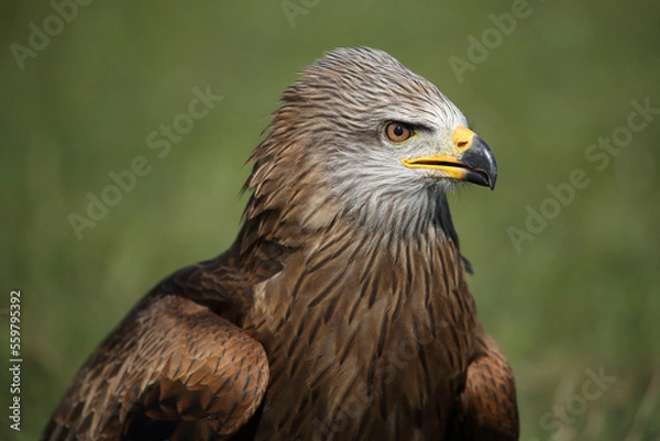 Obraz Portrait of a Black Kite against a green background
