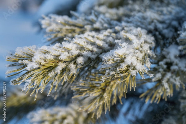 Fototapeta Coniferous twigs on a frosty winter day are covered with hoarfrost and fluffy snow.