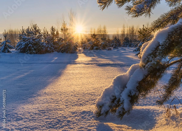 Fototapeta Sunny forest glade on a frosty winter day. Ahead, a snow-covered pine branch