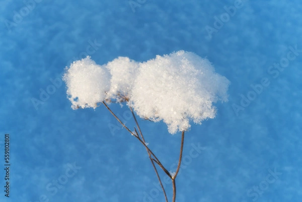 Fototapeta Rosettes of a field plant covered with a fluffy cap of snow on a blue background.