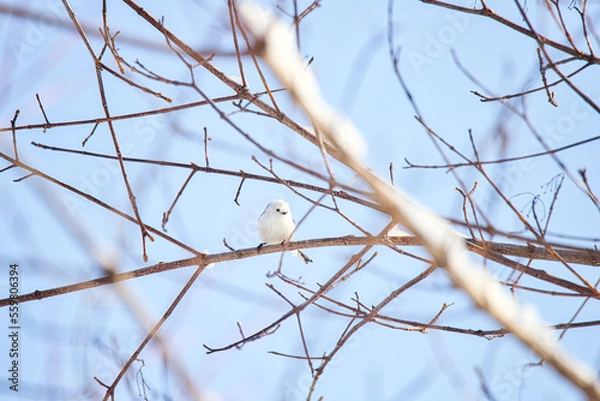 Fototapeta シマエナガ