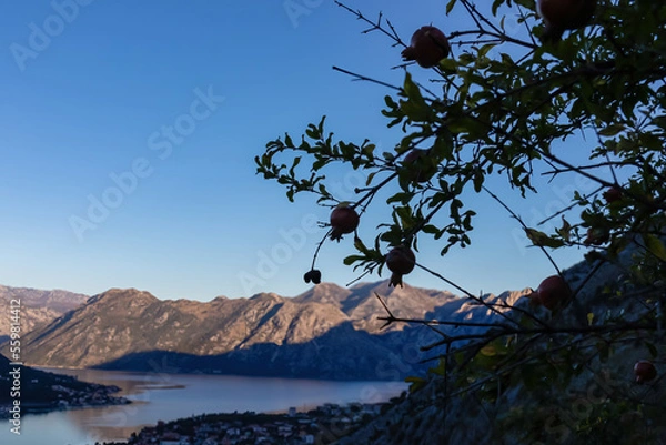 Fototapeta Silhouette of pomegranate tree branch with scenic view of bay of Kotor during sunrise in summer, Adriatic Mediterranean Sea, Montenegro, Balkan Peninsula, Europe. Fjord winding along the coastal towns