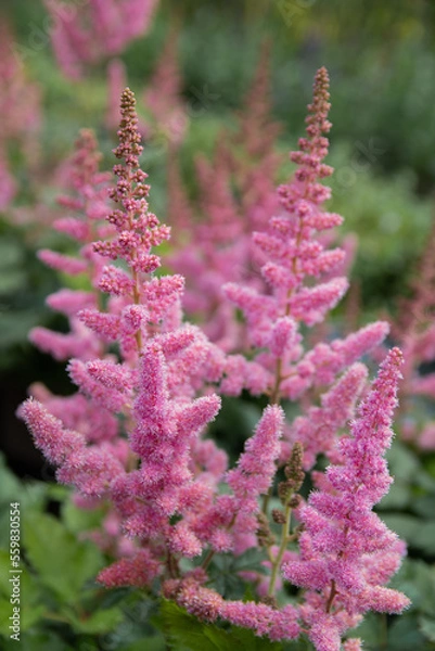 Fototapeta Astilbe chinensis 'Vision in Pink' - pink plumes with a dense and upright form
