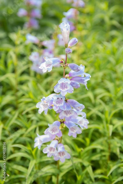 Fototapeta Penstemon 'Sour Grapes' - purple flowers on green background