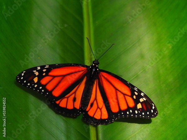 Obraz Monarchfalter - Danaus plexippus