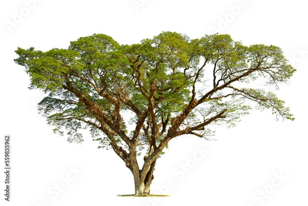 Fototapeta Tree on transparent picture background with clipping path, single tree with clipping path and alpha channel
