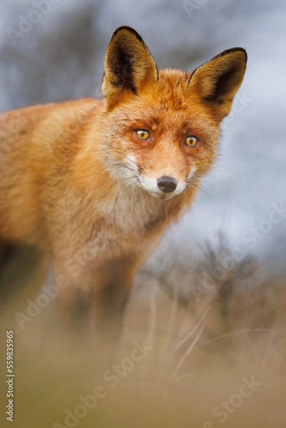 Obraz red fox portrait
