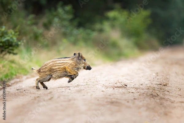 Obraz young wild boar