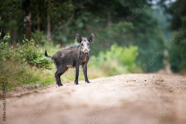 Obraz wild boar in the forest