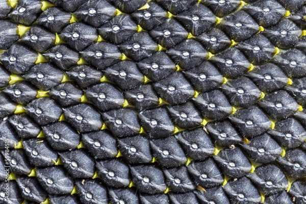 Fototapeta Sunflower