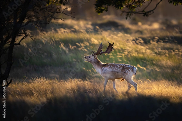 Obraz fallow deer during the rutting season