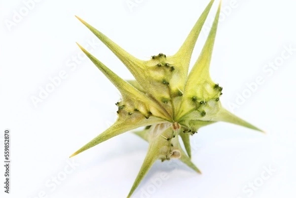 Obraz Close-up of a devil's thorn, specifically the one South African's refer to as a dubbeltjie.
