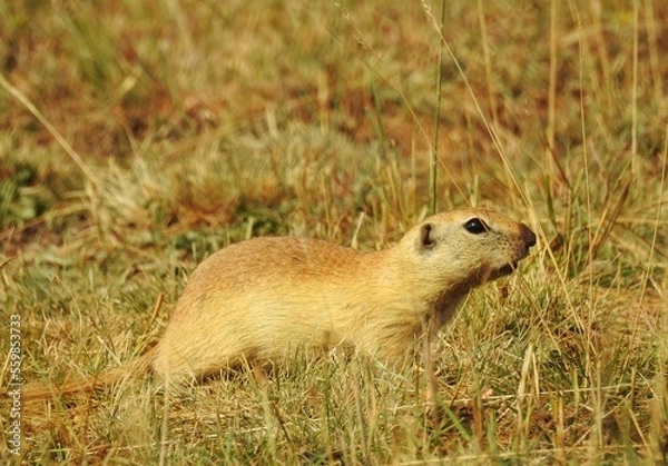 Obraz prairie dog eating grass