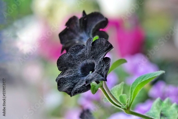 Obraz purple iris flower