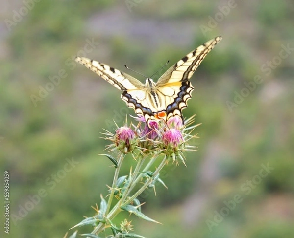 Obraz butterfly on flower