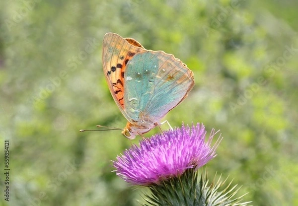 Obraz butterfly on a flower