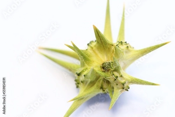 Obraz Close-up of a devil's thorn, specifically the one South African's refer to as a dubbeltjie.