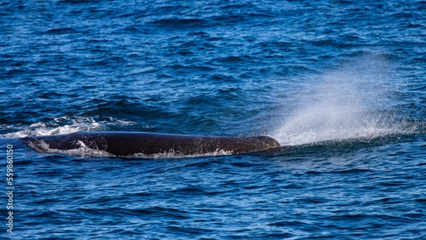 Fototapeta Beautiful, impressive large sperm whale emerging from the surface and spouting spotted up close in the Icelandic Fjords near Ólafsvík on the Snæfellsnes Peninsula, Iceland