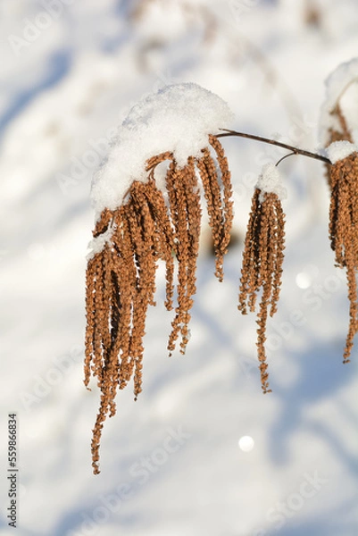 Obraz Schneebedeckter Wald Geisbart