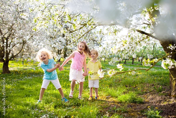 Fototapeta Kids in spring park. Child at blooming cherry tree