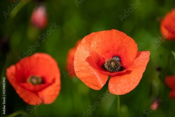 Obraz Primo piano papavero