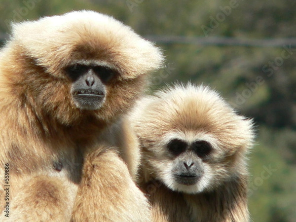 Obraz gibbons à mains blanches