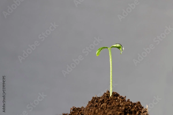 Obraz Green sprout growing from seed on a gray background