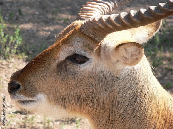 Obraz portarit de cobe