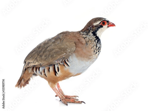 Fototapeta perdrix rouge