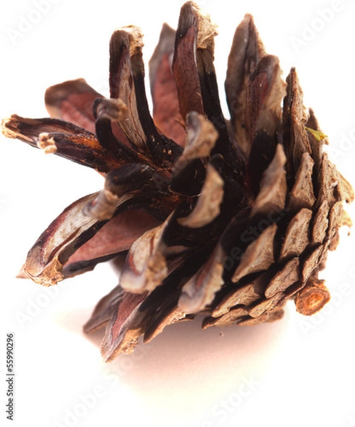 Obraz pine cone