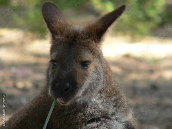 Obraz portrait de kangourou