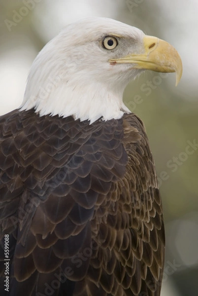 Fototapeta Close up of Bald Eagle (haliaeetus leucocephalus) 