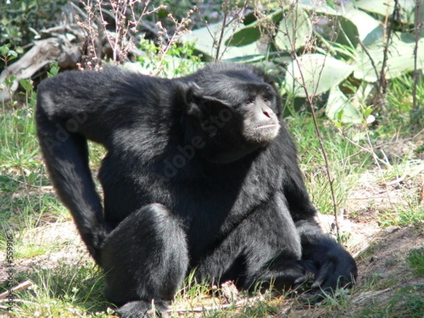 Obraz siamang