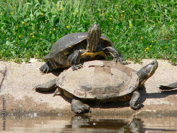 Obraz tortue de floride