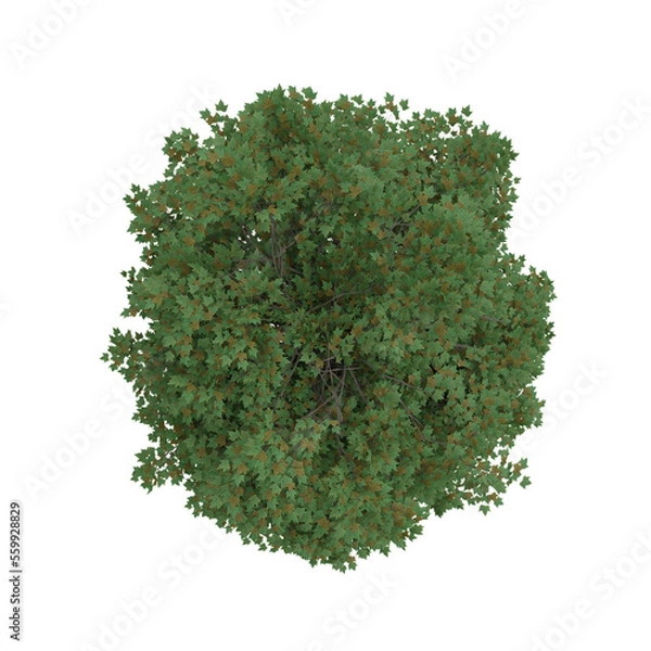 Fototapeta top down view green tree ahorn isolated on white, 3d rendering of ahorn tree PNG transparent, suitable for archiviz visualization, architecture