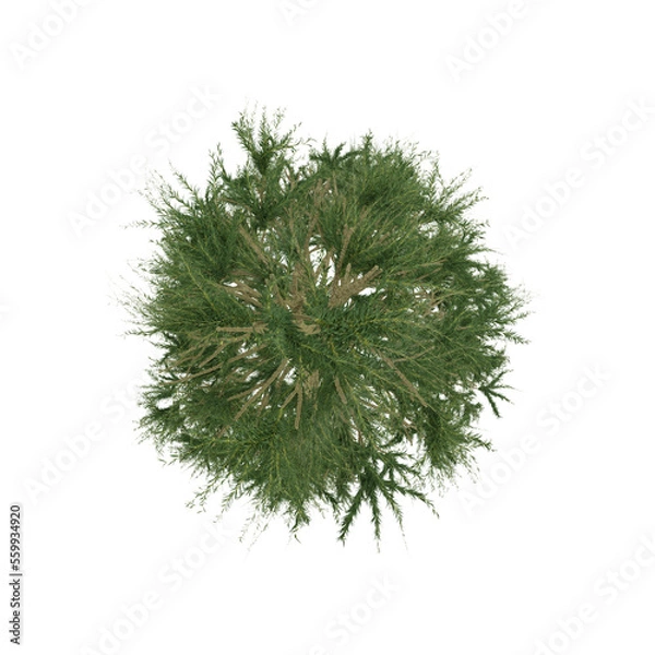 Obraz top down view green pnine isolated on white, 3d rendering of pine tree PNG transparent, suitable for archiviz visualization, architecture
