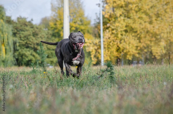 Fototapeta Cute big gray pitbull dog in the fall forest. American pit bull terrier is playing with a rope toy in the autumn park