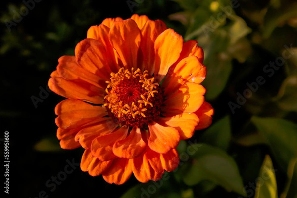 Obraz Flor de verano