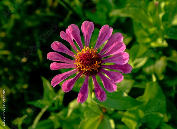 Obraz Flor primaveral 