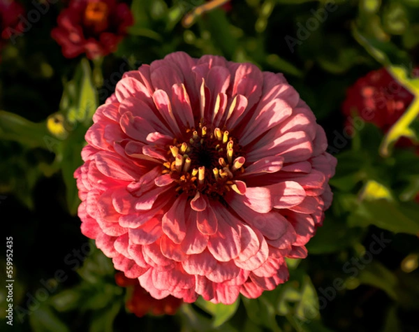 Obraz Flor veraniega