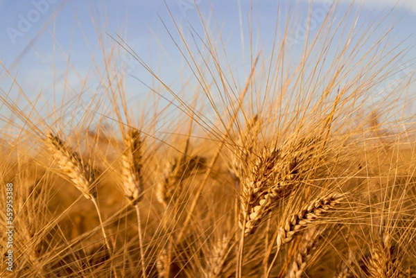Obraz Campo de trigo