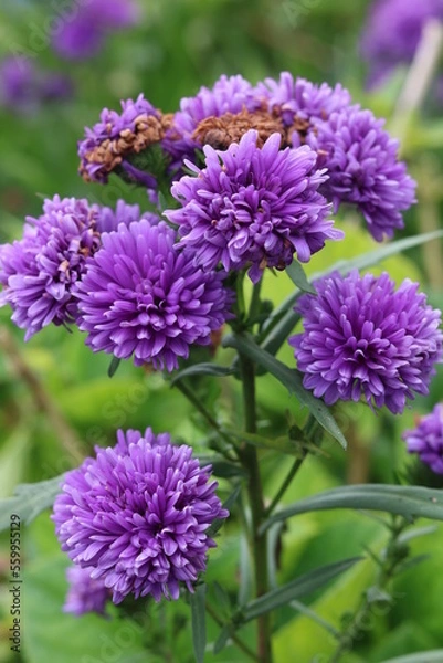 Obraz Macro shot of beautiful purple flowers blooming in spring with beauty and nature.