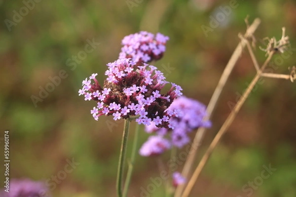 Obraz Macro shot of beautiful purple flowers blooming in spring with beauty and nature.