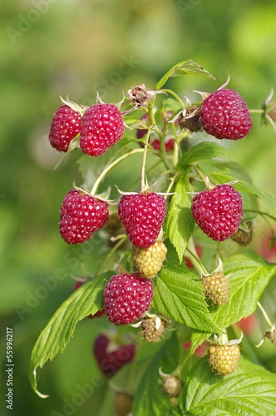 Fototapeta Close-up of the ripe raspberry