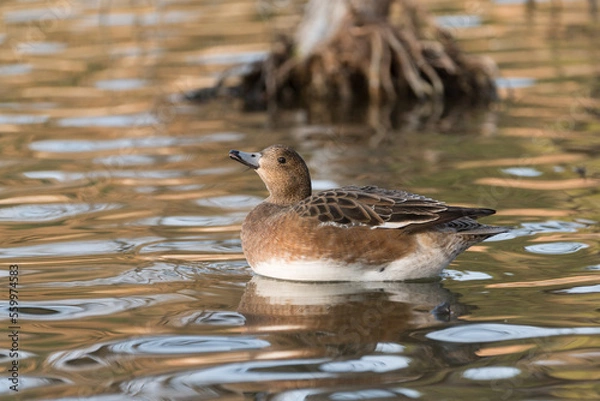 Obraz 泳ぐカルガモ